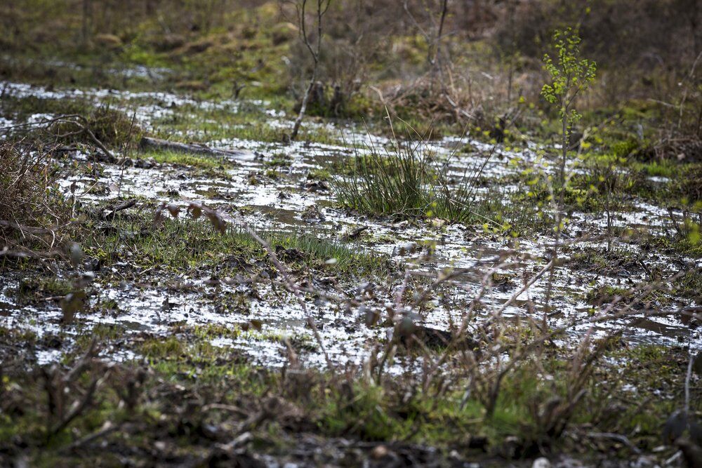 New shoots growing in marshland in Springtime