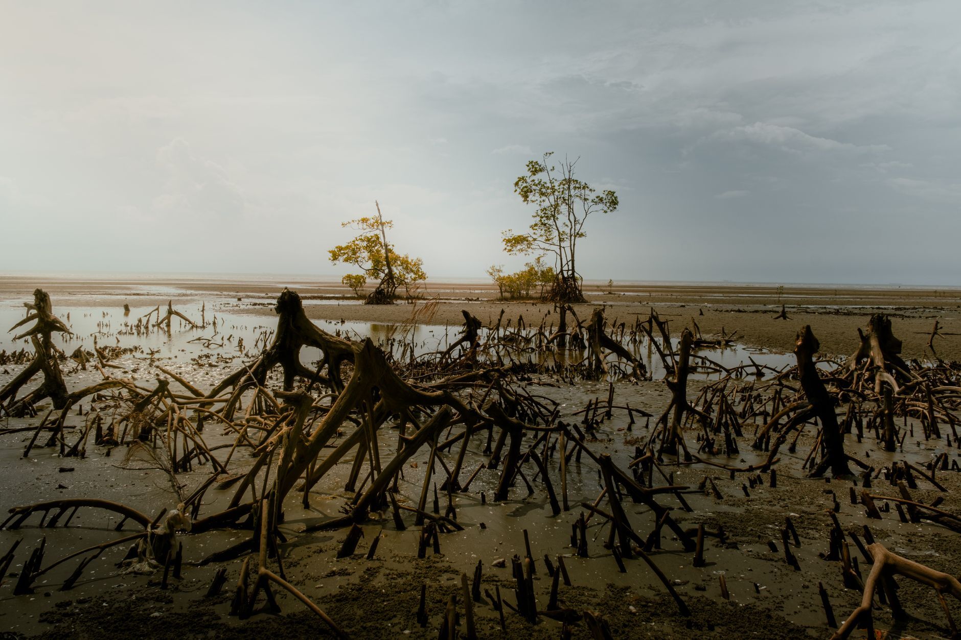 Mangrove roots exposed at low tide