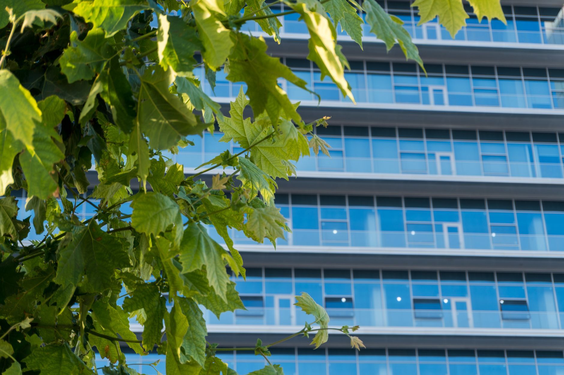 Office building facade with green leaves in the foreground