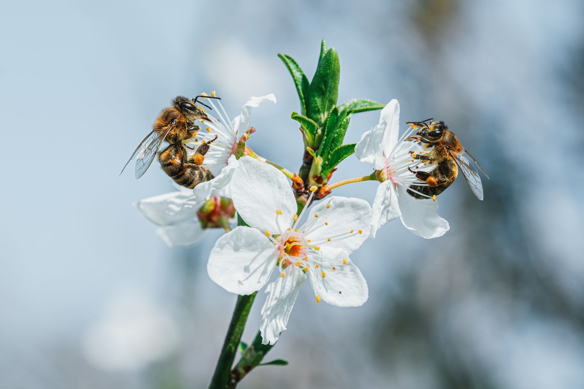 Two honey bees on white blossoms